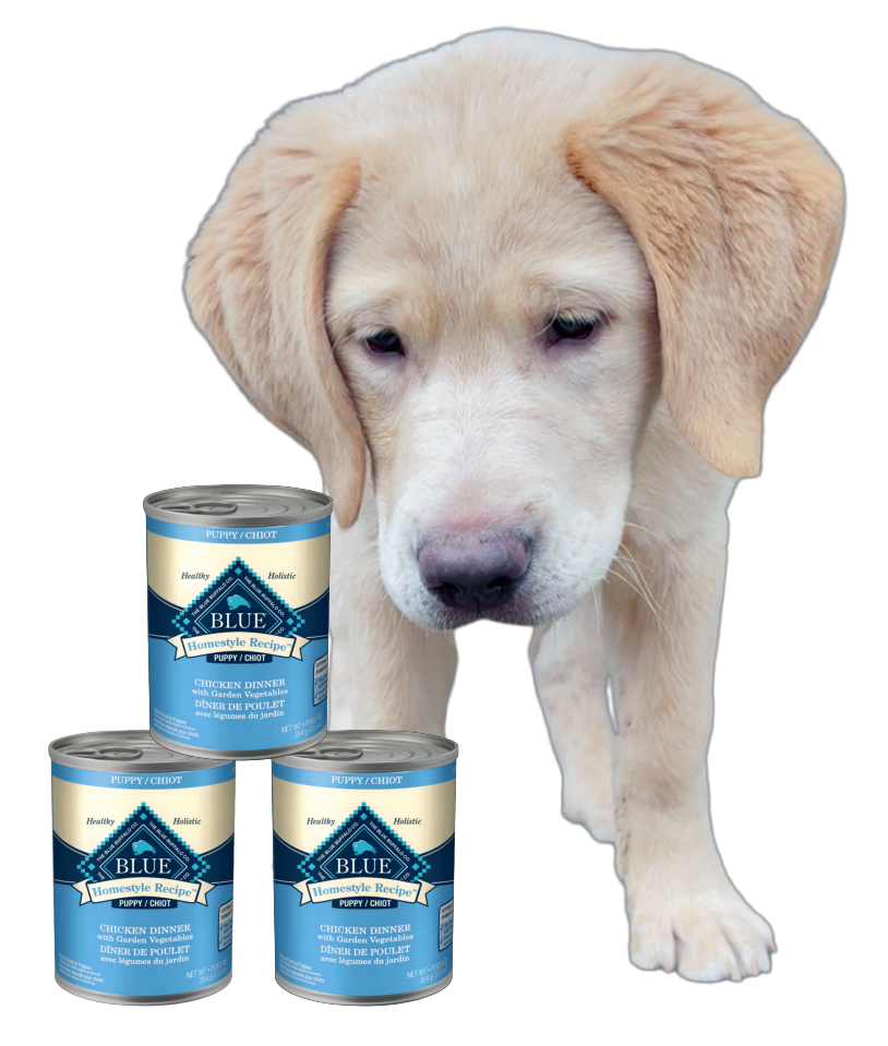 Cute Blonde Labrador retriever pictured with Blue Buffalo canned dog food options.