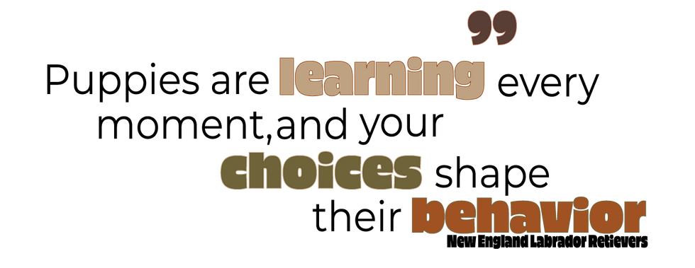 Puppies are learning every moment, and your choices shape their behavior.