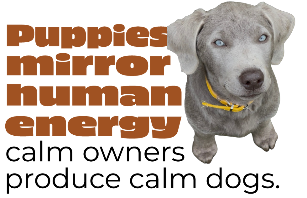 Vectore Signs read: Puppies mirror human energy—calm owners produce calm dogs.