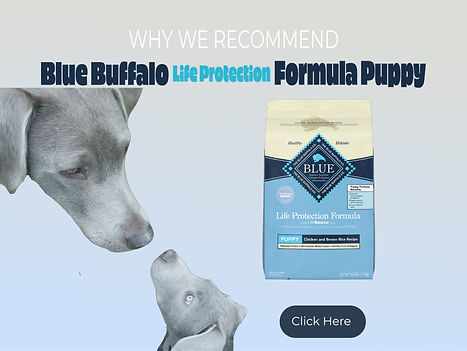 Lunaria and one of her silver lab puppies pictured with a bag of Blue Buffalo Puppy formula.
Sign reads: Why we recommend Blue Buffalo Puppy Formula