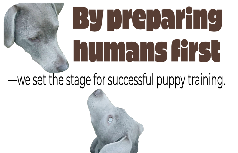 Vector Images with signs that read:  By preparing humans first—teaching them patience, consistency, and communication—we set the stage for successful puppy training. 

two cute puppies
