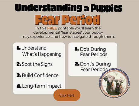 Fear Stage Resource Cover Image .jpg