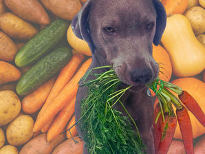 Hungry like the Wolf: Seven Dog-Friendly Veggies 