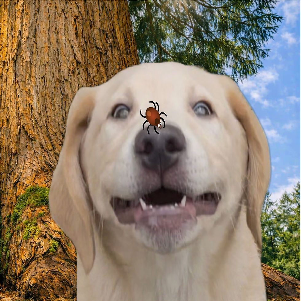 DIY Tick Repellant Spray: A Safe, Natural Way to Protect Your Dog