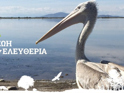 ANIMA - Σύλλογος Προστασίας και Περίθαλψης Άγριας Ζωής
(https://www.wild-anima.gr/)