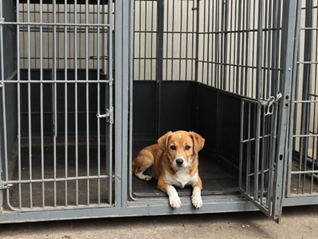 Are Board & Trains The Answer To Your Prayers or Nightmare Fuel?