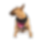 Thumbnail: Canada Pooch Everything Harness