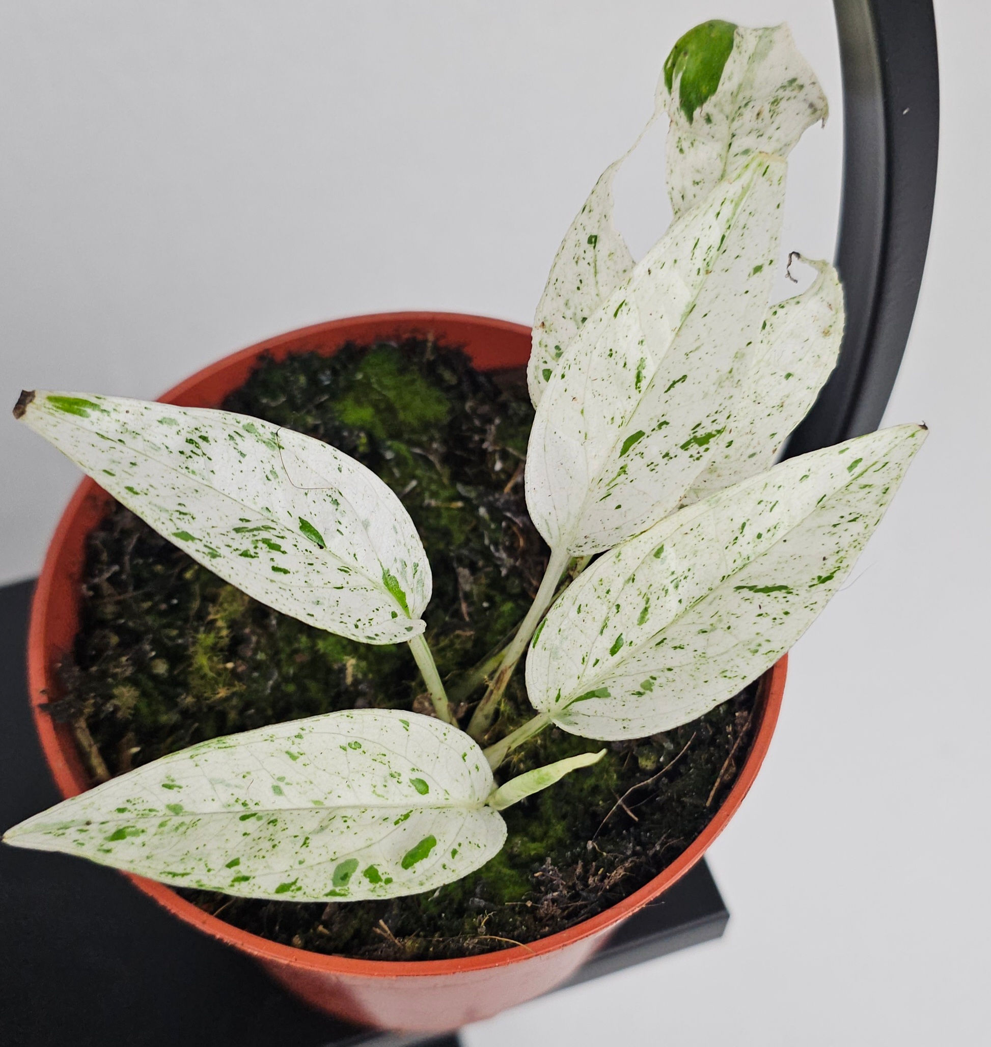 Epipremnum Pinnatum Marble Variegata