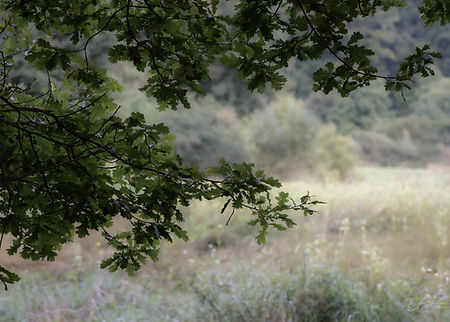 DSC_0753.jpg