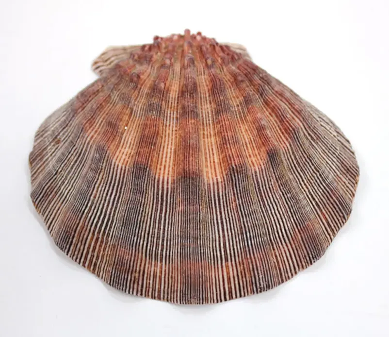 Thumbnail: Lion's Paw Scallop Shell 1