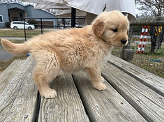 Sundae keeper girl .jpeg