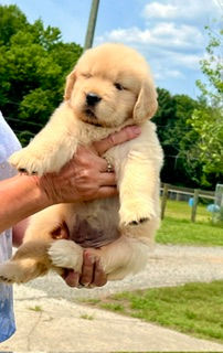 promise pup k 6w.jpeg