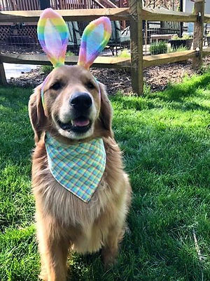 Easter bunny.jpg