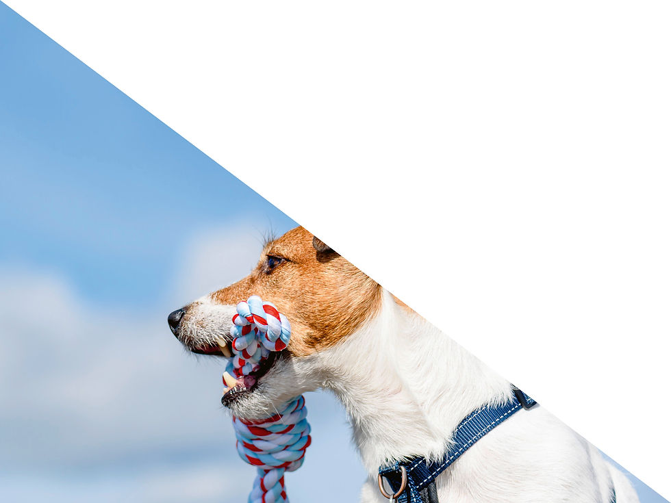 Diener zweier Herren | Theater Kanton Zürich