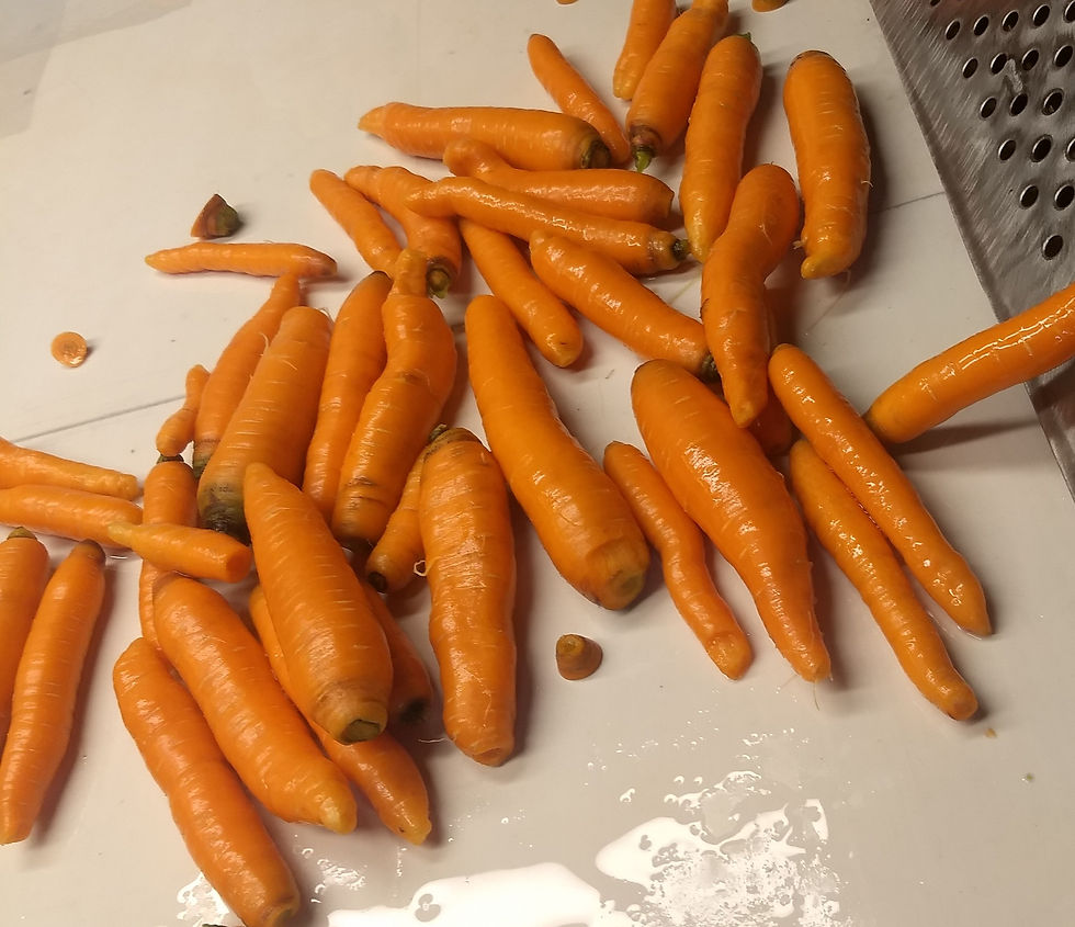 carrots 2022
