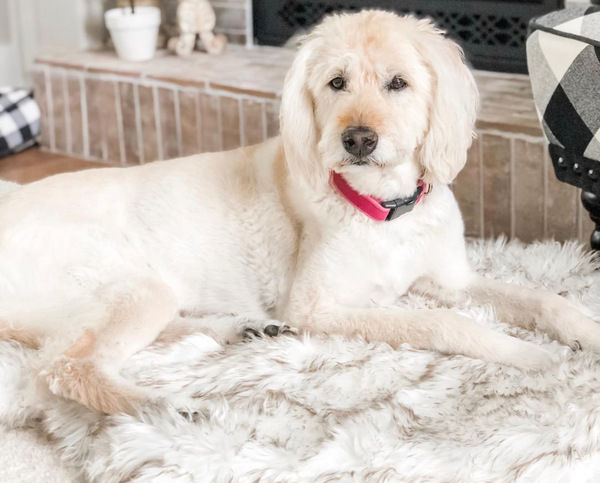 Thumbnail: Beige Plush Pet Dog Mat for Resting and Comfort