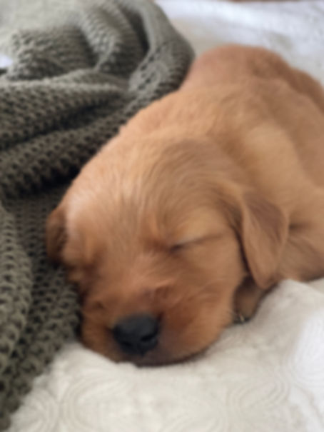Deposit for Female AKC Golden Retriever Puppy