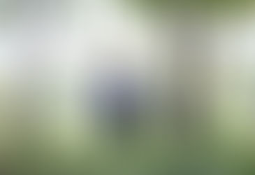 A zona leste tem apenas 10% da cobertura vegetal da cidade de São Paulo.