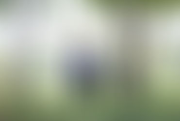 A zona leste tem apenas 10% da cobertura vegetal da cidade de São Paulo.