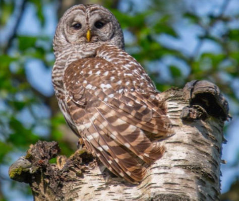 Wildlife Trees-A Second Life for Dead or Decaying Trees