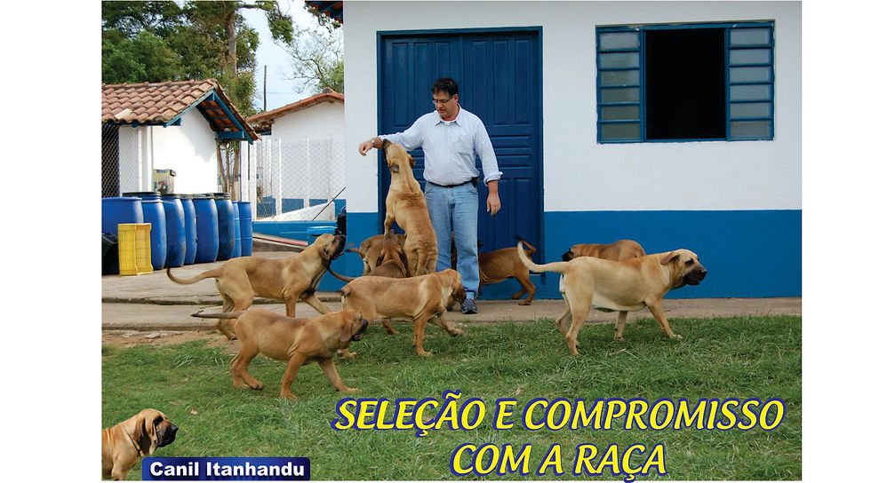 FILA BRASILEIRO BREEDER