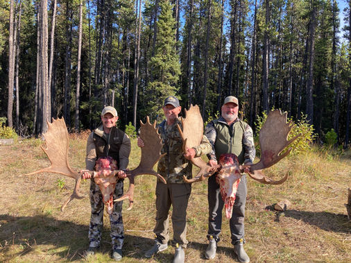 Moose hunting, BC and Alberta