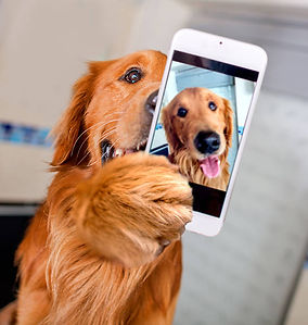 istockphoto-521930973-612x612.jpg