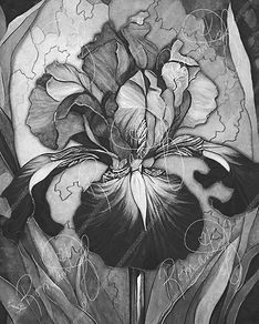 Nettie_s Garden - Royal Iris_edited.jpg
