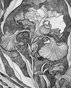 Nettie_s Garden - Sunset Iris_edited.jpg