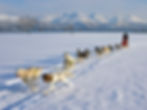 Dog Sledding