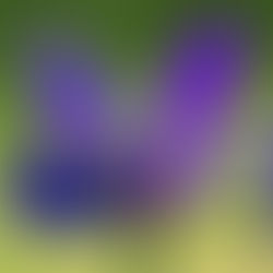 アイリスの季節