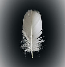 White feather on black background_edited