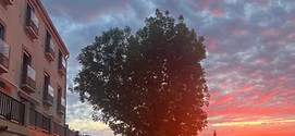 IMG_2101.jpeg