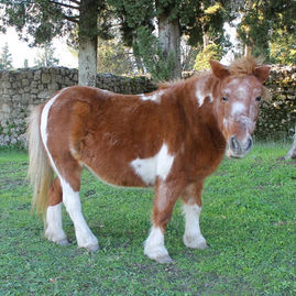 Mogorjelo, Mostovi Hercegovine, Anita Pajević