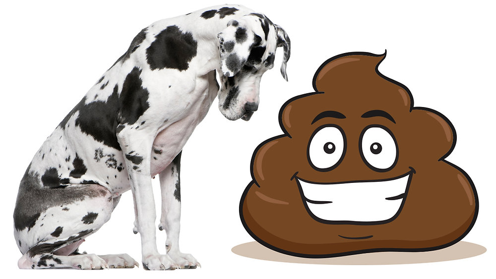 Premium Animal Nutrition BlogWhat’s the scoop on poop? What do dog poop
