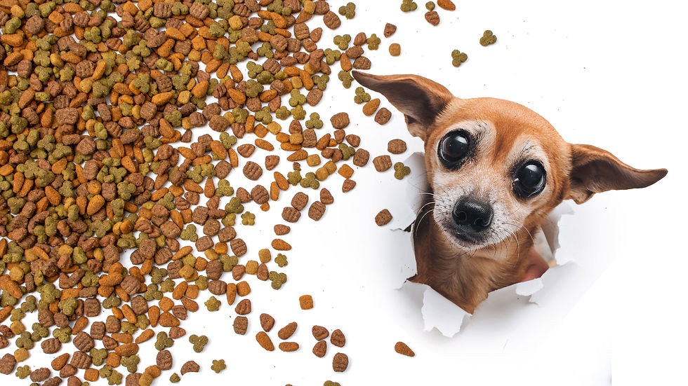 Premium Animal Nutrition BlogHow long does dog Kibble last, & what's