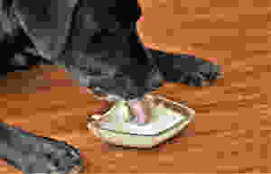 Chica + Co - dog eating yoghurt