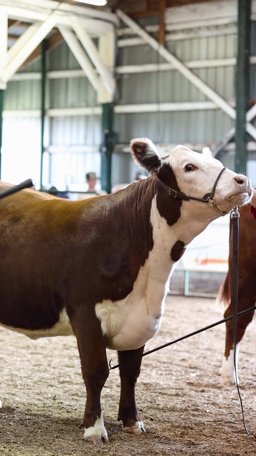 Beef-A-Rama - Nicole Ouimet