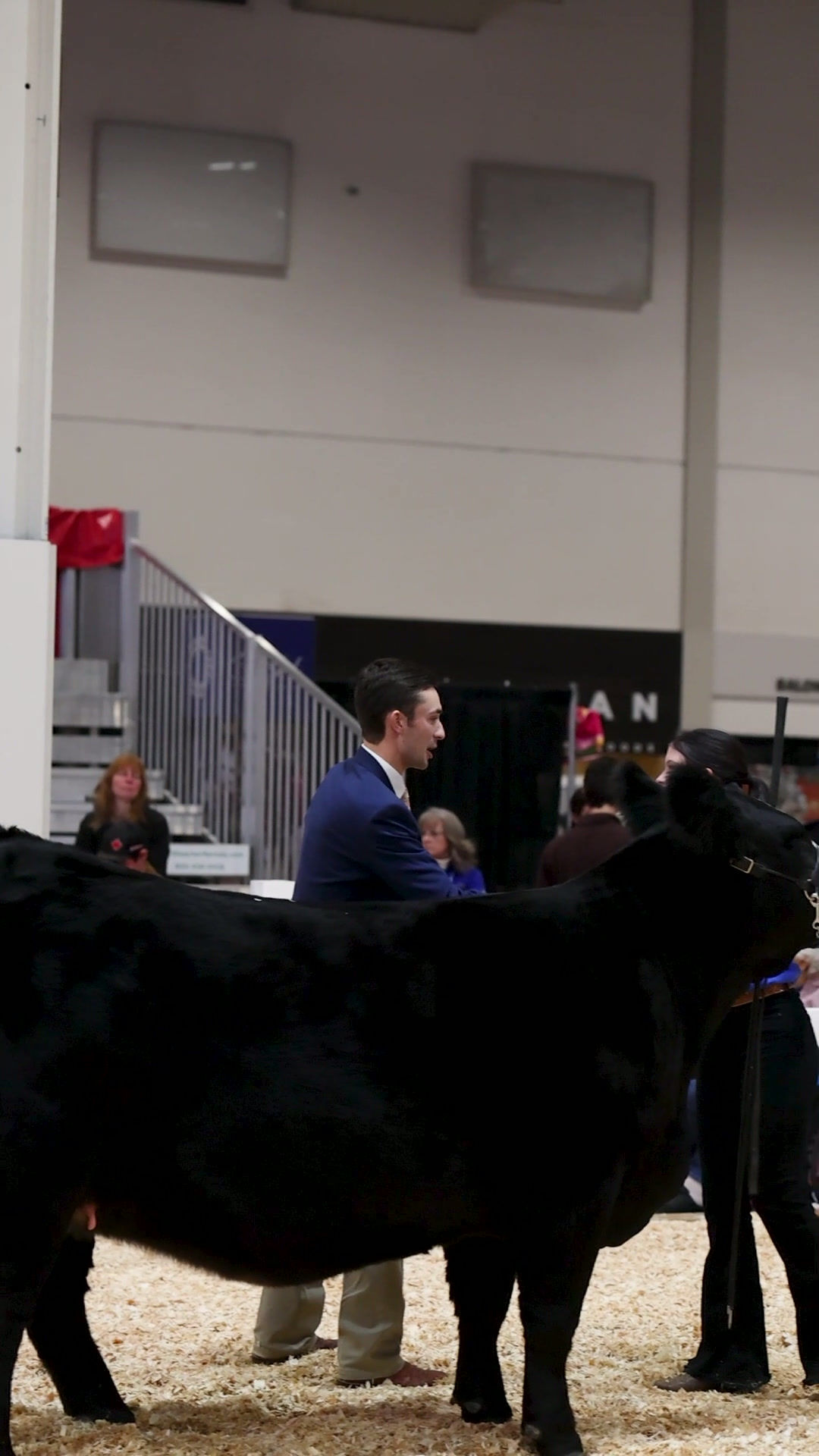 Toronto Royal - Ch Int Showman