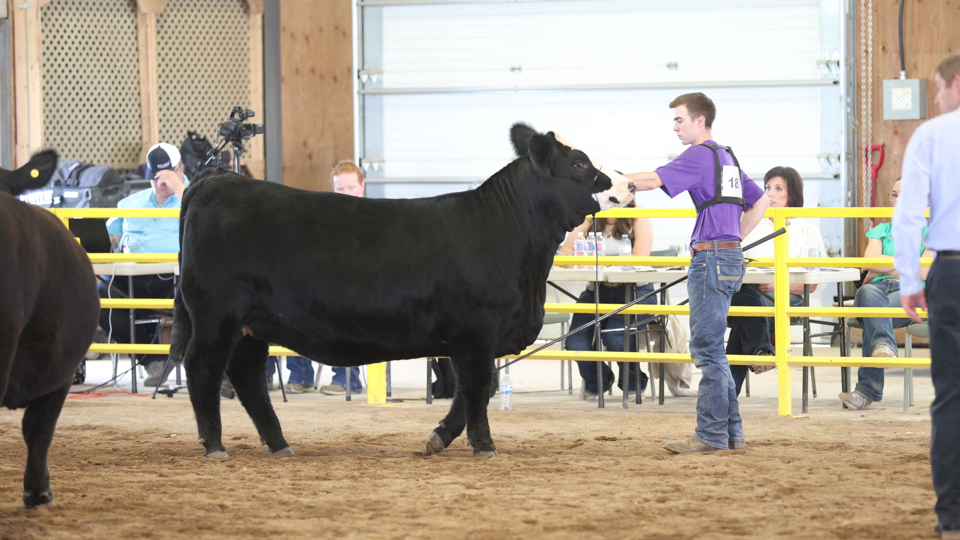 Jackson Heifers - Showdown '24