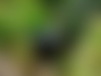 擊退登革熱!In2Care® 皇牌連環滅蚊系統助您安心防範!