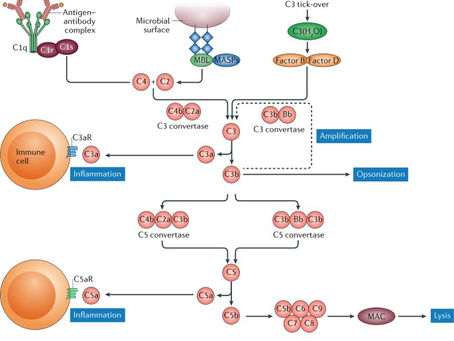 SNHS Biology Blog 11: The Complement System