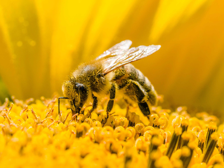 SNHS Biology Blog 8: Bees, UV, and Electrostatic Fields