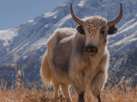 Le yack : Une laine appréciée par les acteurs de la mode