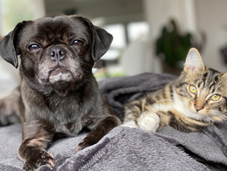Eine Katze für den Hund