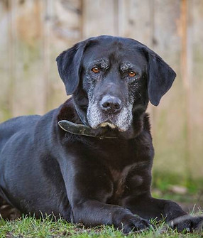 in-die-jahre-gekommen-ein-alter-hund-hat-vorteile-full-818x522.jpg