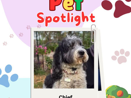 🐾 Grove Park Pet Spotlight – Meet Chief! 🐶