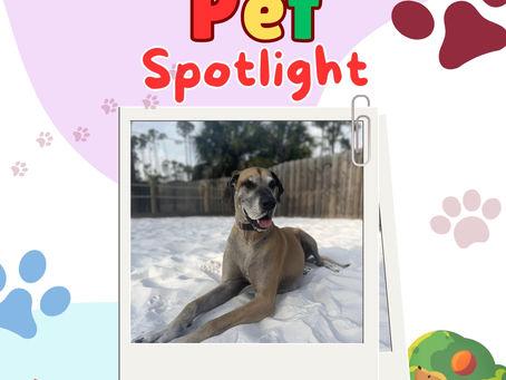 🐾 Grove Park Pet Spotlight – Meet Bodhi! 🐶