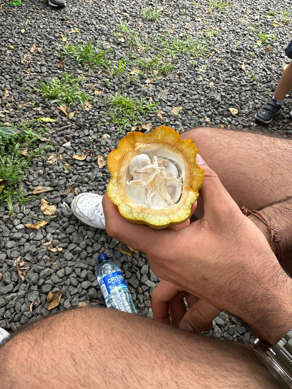 yellow cacao fruit being held agains a gravel floor and hairy legs