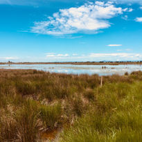 Étang en Camargue, flamant rose, jonc, voyage à vélo, voyage à moto, voyage en VTT électrique, Scott, salin du midi, canal du midi, Voyage à moto électrique, voyage en VTT électrique, Bike Out